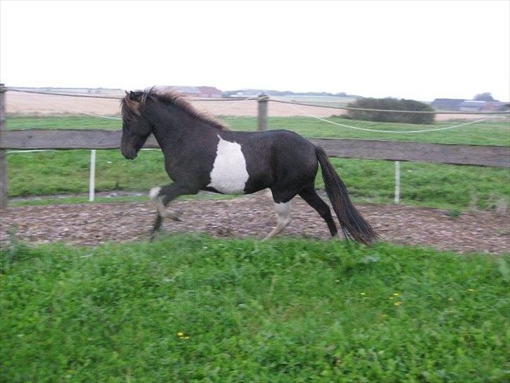 Islænder Fina fra Nysted billede 10