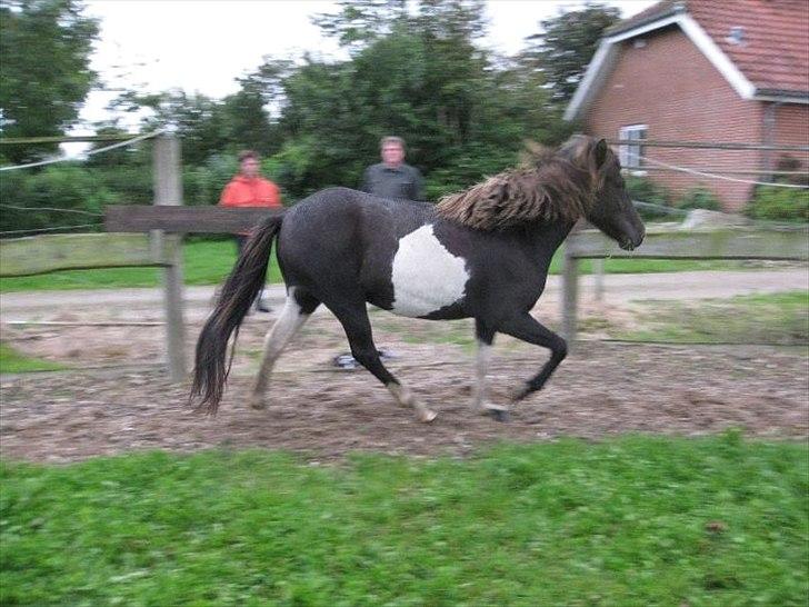 Islænder Fina fra Nysted billede 11