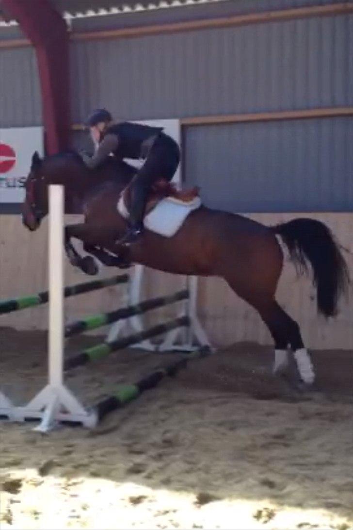 Oldenborg Fleur (Olga) - Min lille dressurhest kan også springe  billede 17