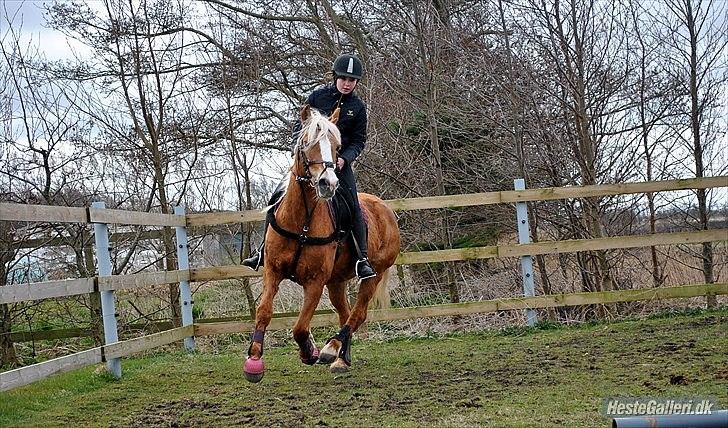 Haflinger Sofie - You can't make the same mistake twice. The second time you make it, it's no longer a mistake - it's a choice.

Foto: MAL billede 10