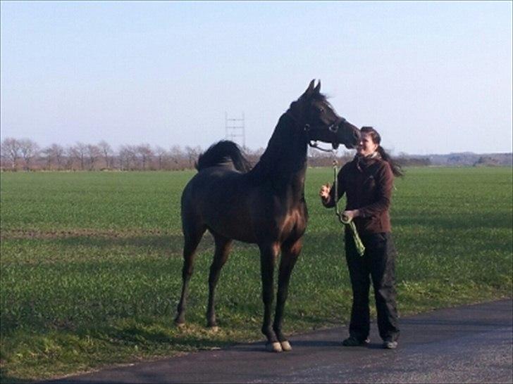 Arabisk fuldblod (OX) Fanzana (Iris) billede 2