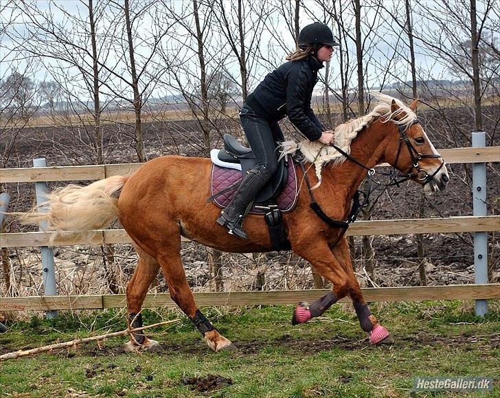 Haflinger Sofie - The hardest part of moving forward is not looking back.
Foto: MAL billede 13