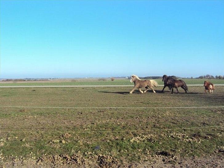 Islænder Bláfeldur frá Oddhóli billede 16