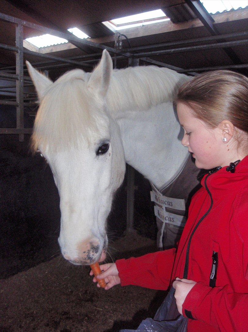 Connemara Veddinge Fit For Fight (B-pony) - Mig og min dejlige pony Fitte. Billedet er taget den første morgen, jeg havde Fitte, og det blev starten på vores morgenritual - en pose gulerødder i krybben inden skole. billede 3