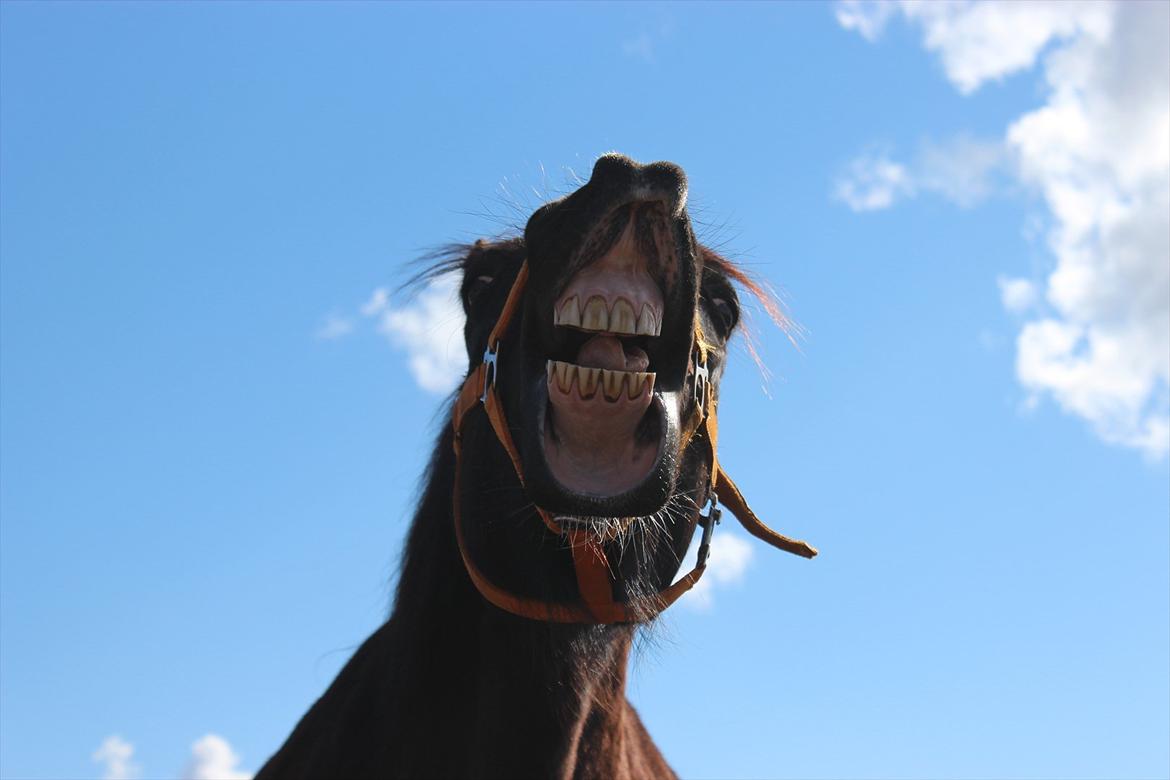 Welsh Cob (sec D) Dynamite Bogart billede 2