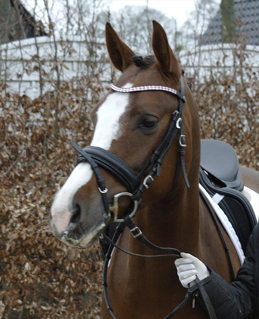 DSP Donnivi billede 9