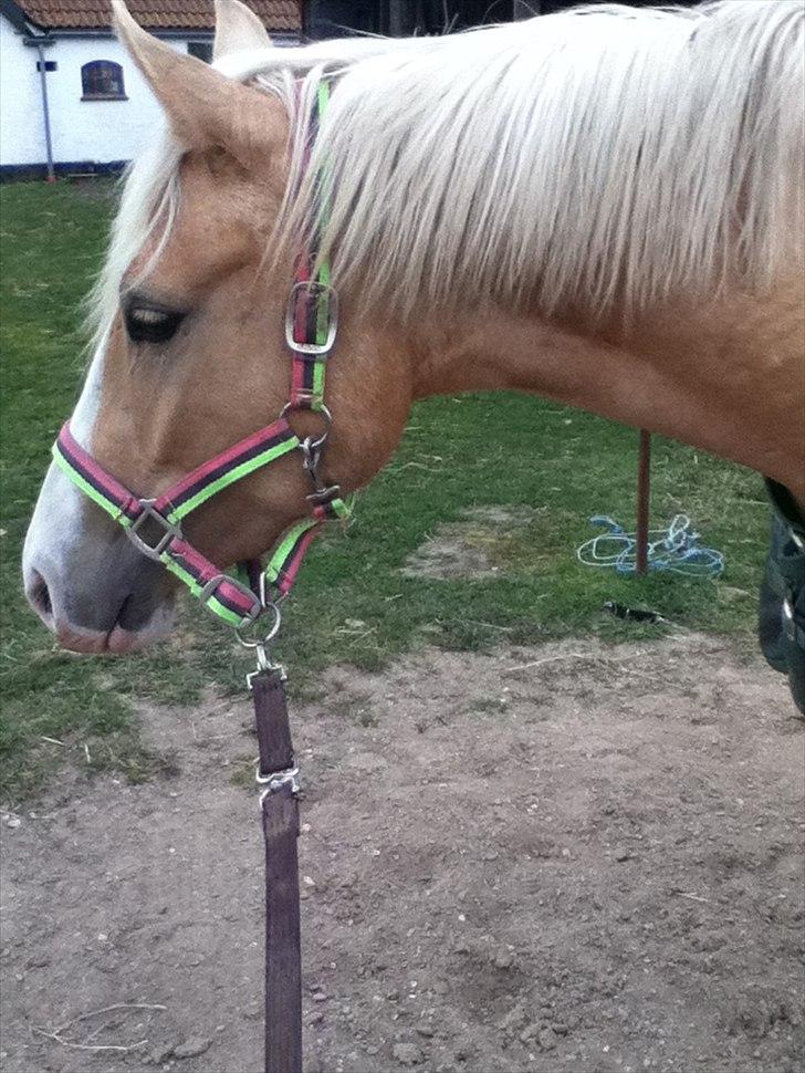 Palomino Golden sunshine x - Taget af mig <3
MÅ IKKE KOPIRES! billede 1