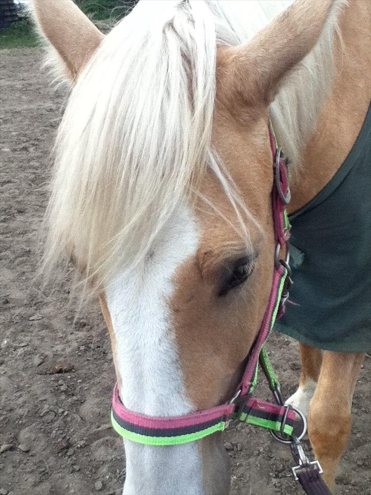 Palomino Golden sunshine x - gi mig en godbid NU tak :-D ( taget af mig) MÅ IKKE KOPIRES! billede 3