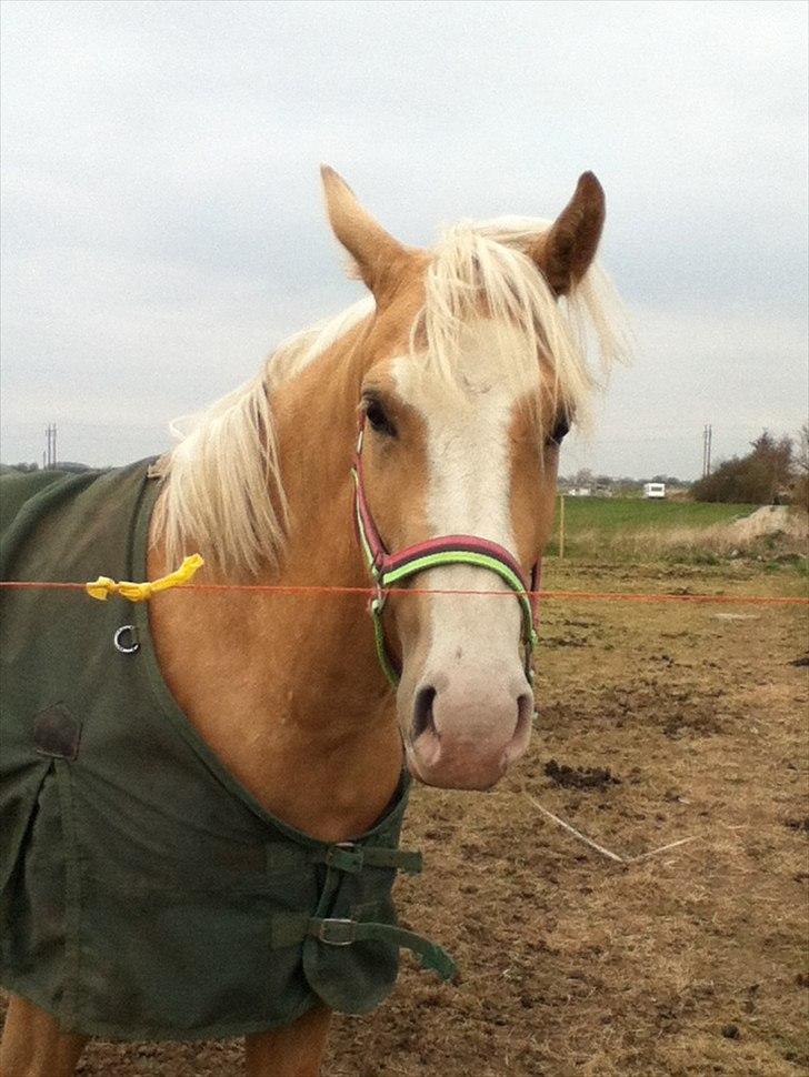 Palomino Golden sunshine x - taget af mig <3 MÅ IKKE KOPIRES! billede 7