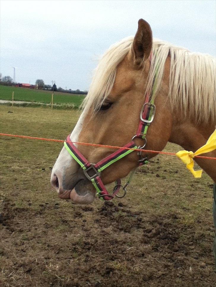 Palomino Golden sunshine x - taget af mig <3 MÅ IKKE KOPIRES! billede 9