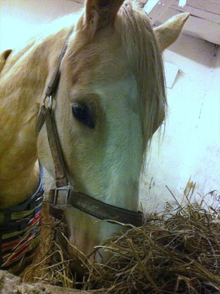 Palomino Golden sunshine x - taget af tidl part ( Pernille <3 ) MÅ IKKE KOPIRES! billede 11