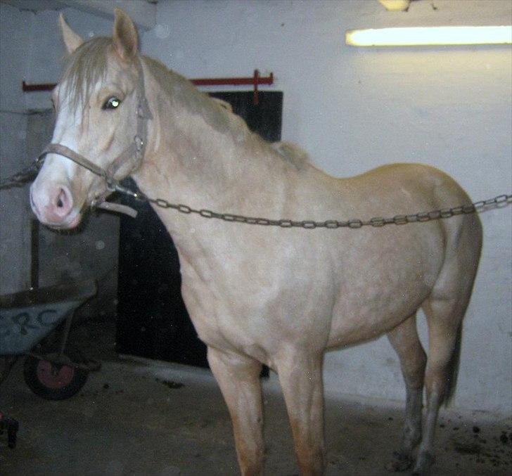 Palomino Golden sunshine x - taget af tidl part ( Pernille <3 ) MÅ IKKE KOPIRES! billede 12