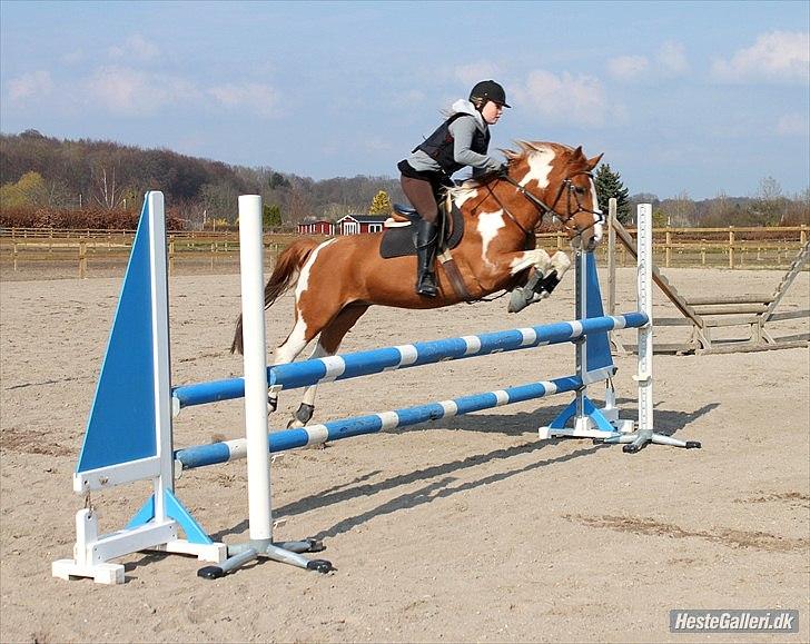 Hollandsk Sportspony Nicky (nixon) - Springtræning d. 19/4-2012
1 meter (dobbeltspring) billede 7