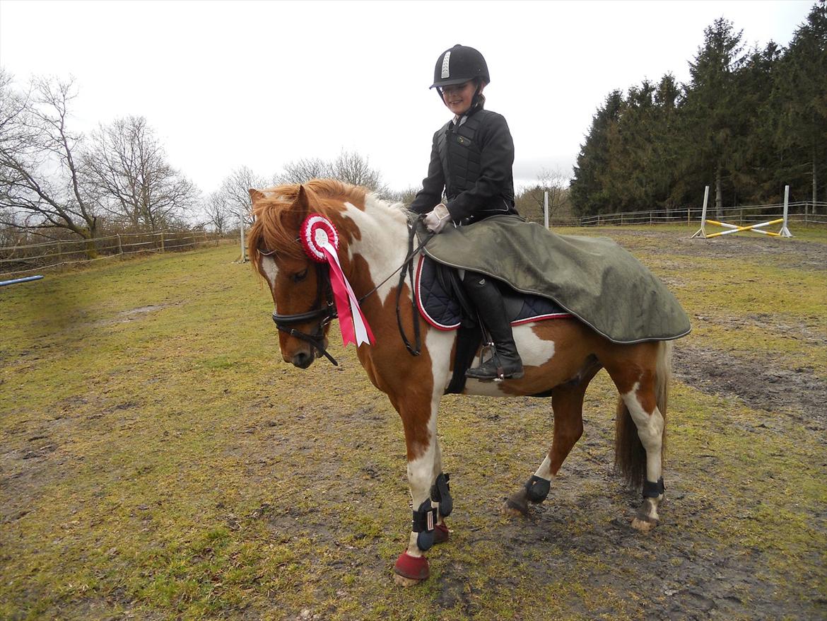 Anden særlig race Stenlunds Sonny - LC i Hodsager Happy horse rideklub :-D billede 14