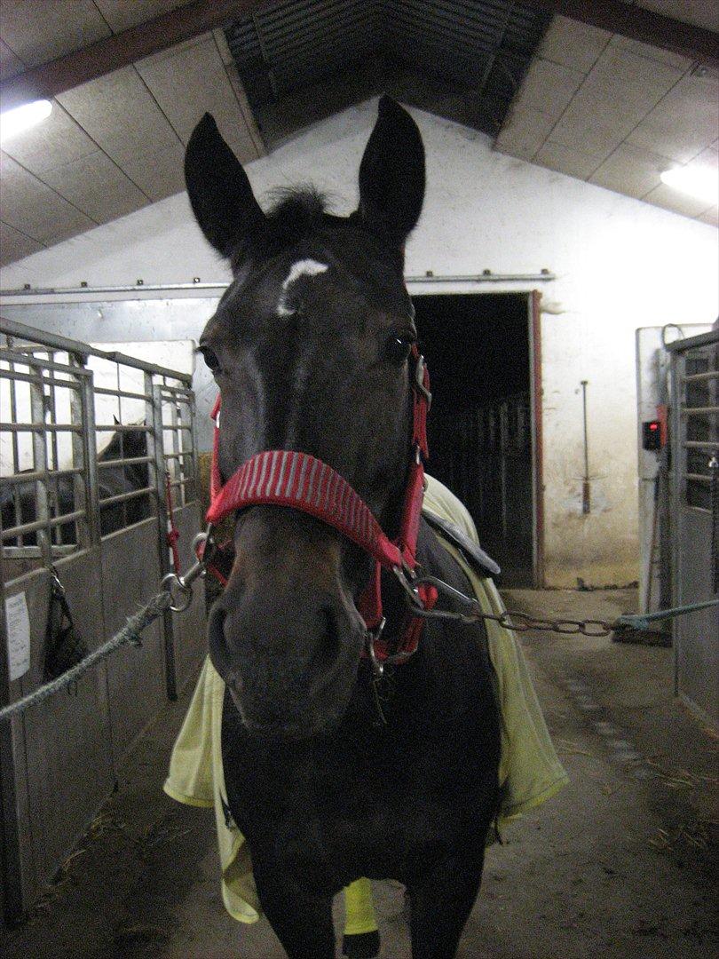 Oldenborg Linette - fandt lige nogle billeder fra i vinters :) billede 10