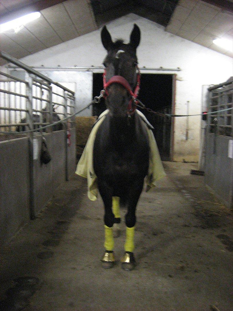 Oldenborg Linette - fandt lige nogle billeder fra i vinters :) undskylder fordi det er lidt rystet  billede 11