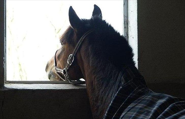 Anden særlig race Damgårdens Mister Mani billede 15