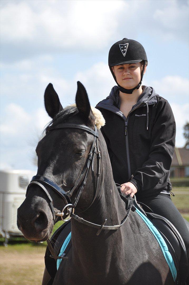 Dansk Varmblod Amy - Velkommen til Amys profil :-D billede 1