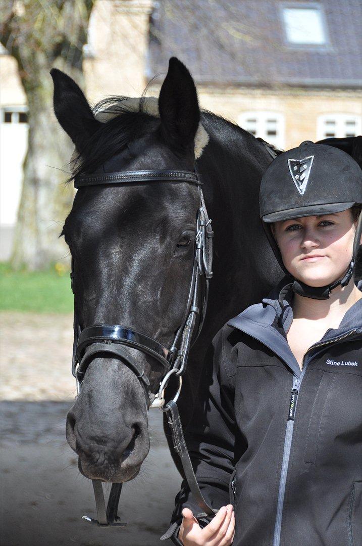 Dansk Varmblod Amy billede 2