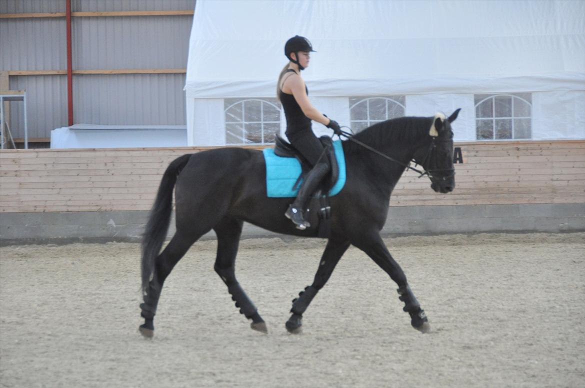 Dansk Varmblod Amy - Dressur træning  billede 3