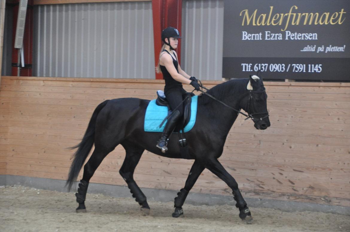Dansk Varmblod Amy - Dressur træning billede 5
