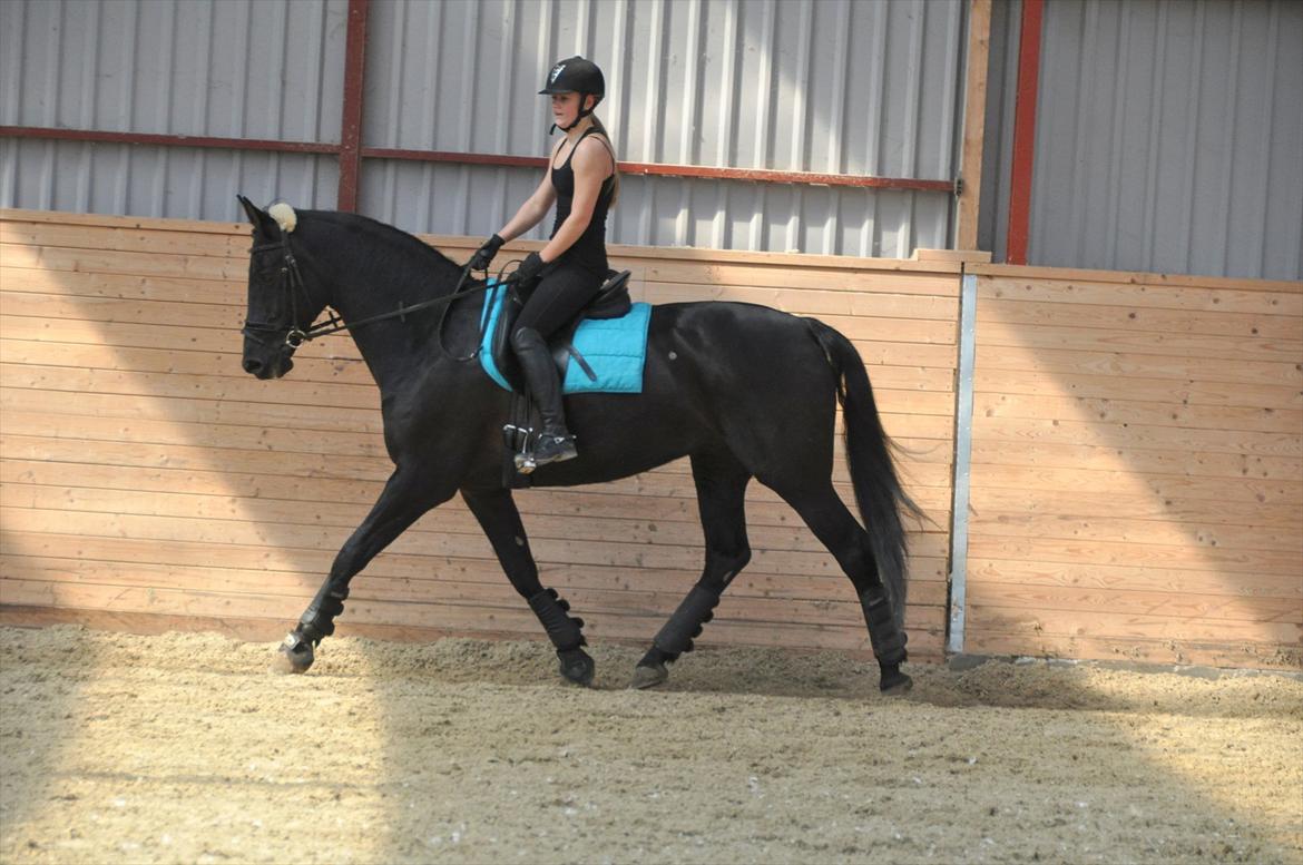 Dansk Varmblod Amy - Dressur træning billede 6