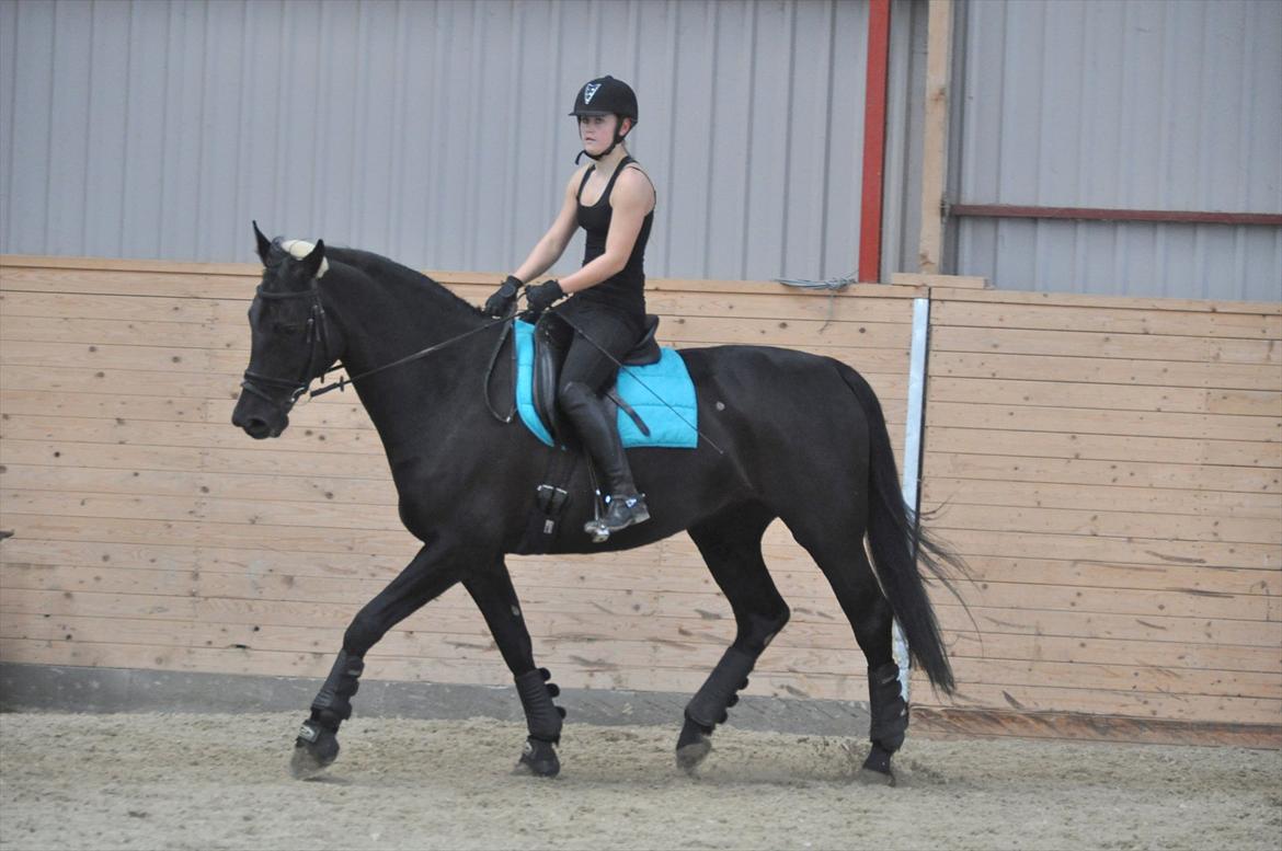Dansk Varmblod Amy - Dressur træning billede 7