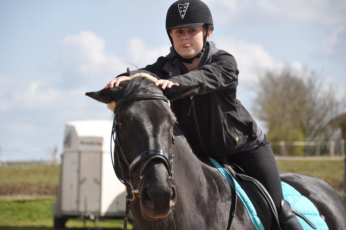 Dansk Varmblod Amy - Hæhæ billede 8