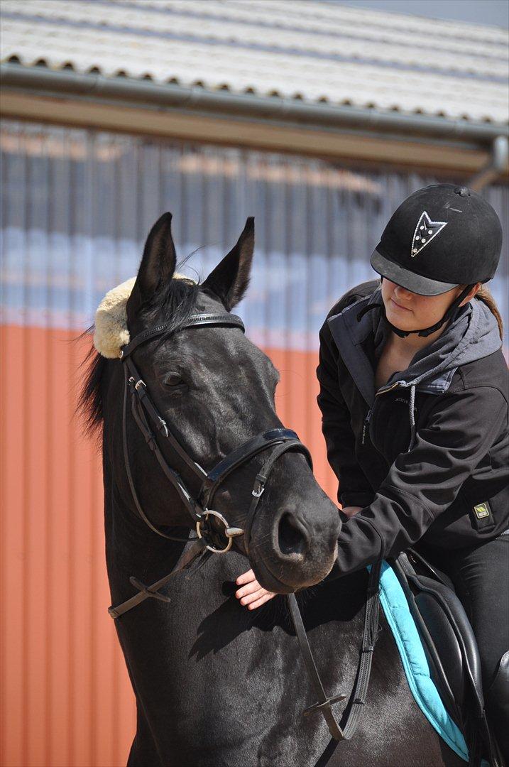 Dansk Varmblod Amy - <3 billede 9