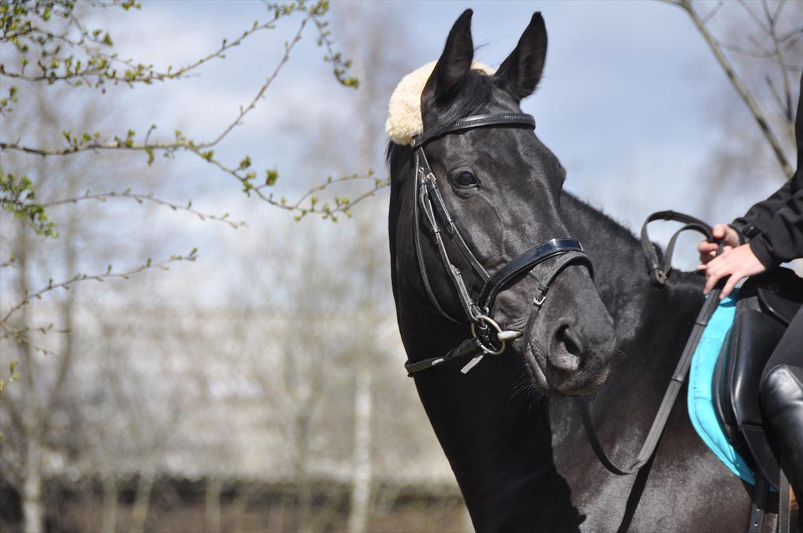 Dansk Varmblod Amy - Smukke billede 10