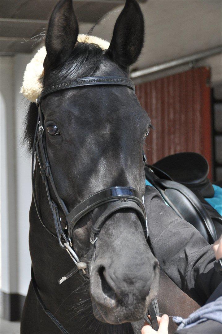 Dansk Varmblod Amy billede 11