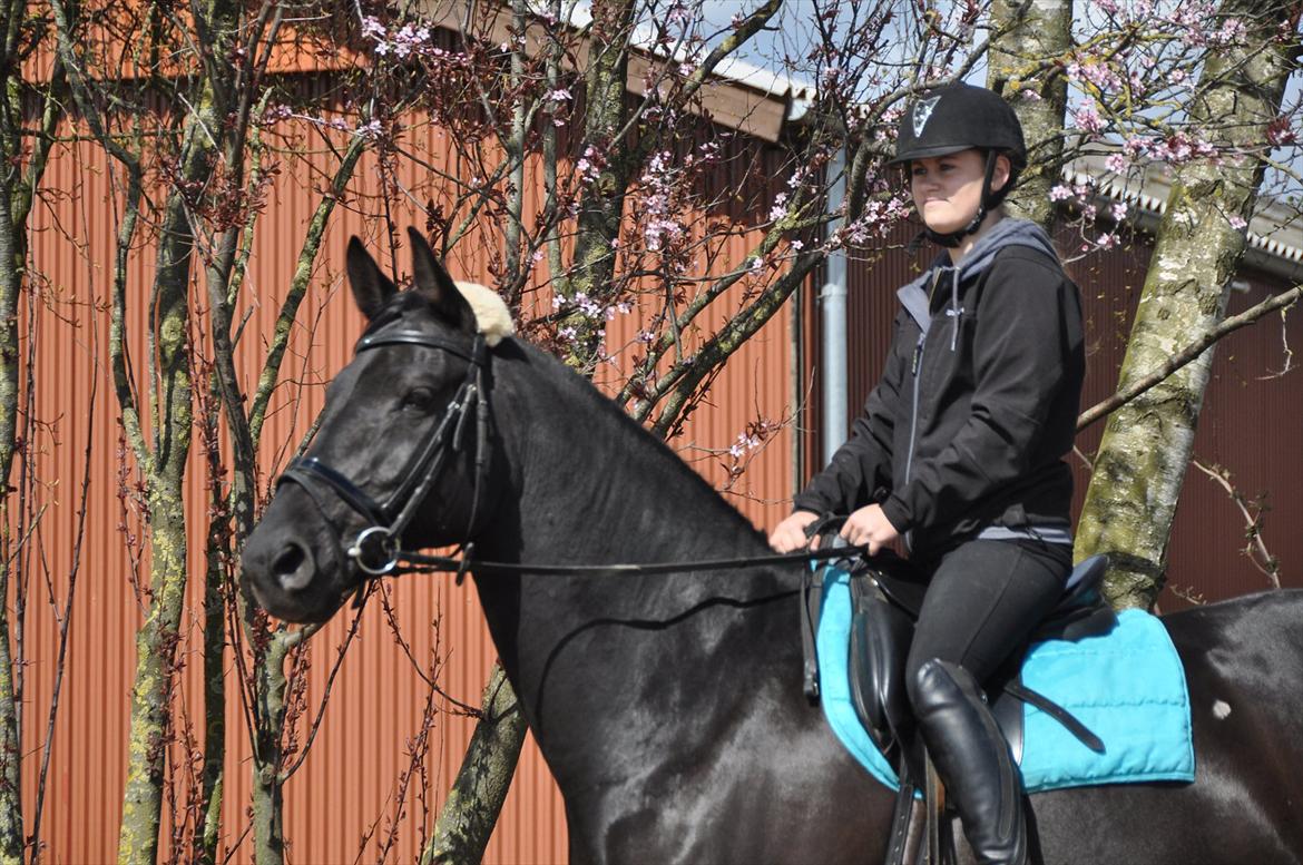 Dansk Varmblod Amy billede 12