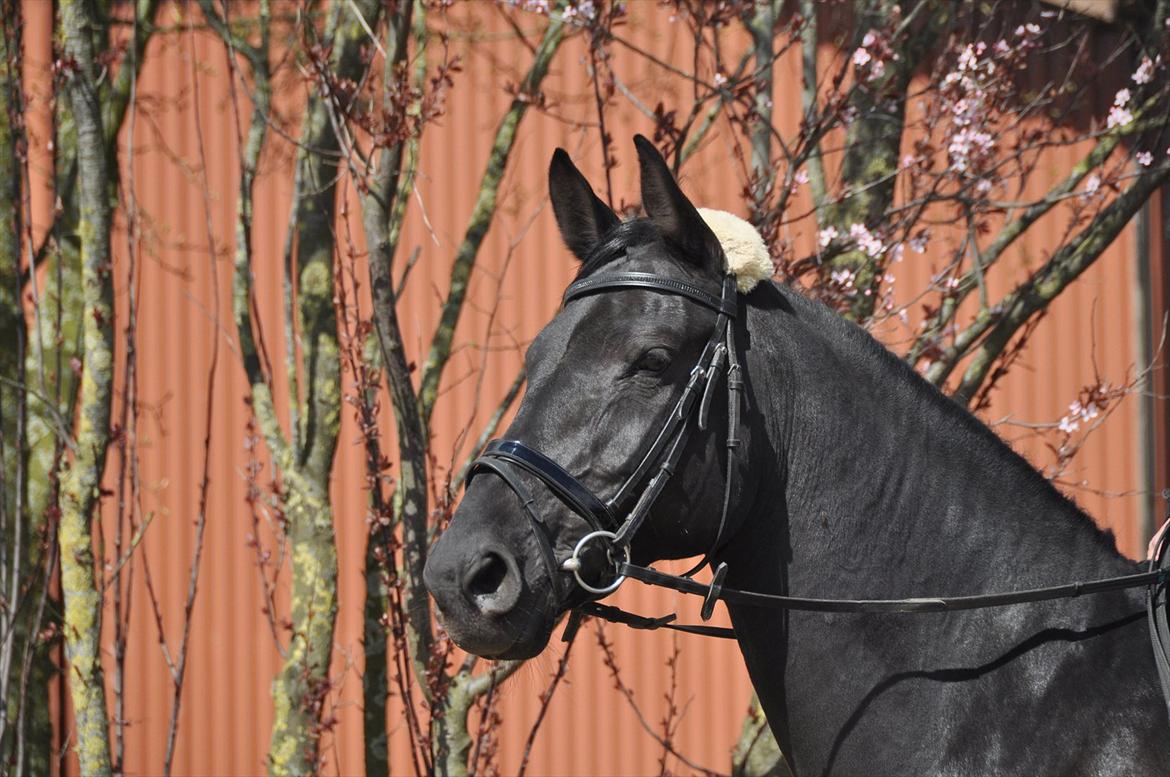 Dansk Varmblod Amy billede 13