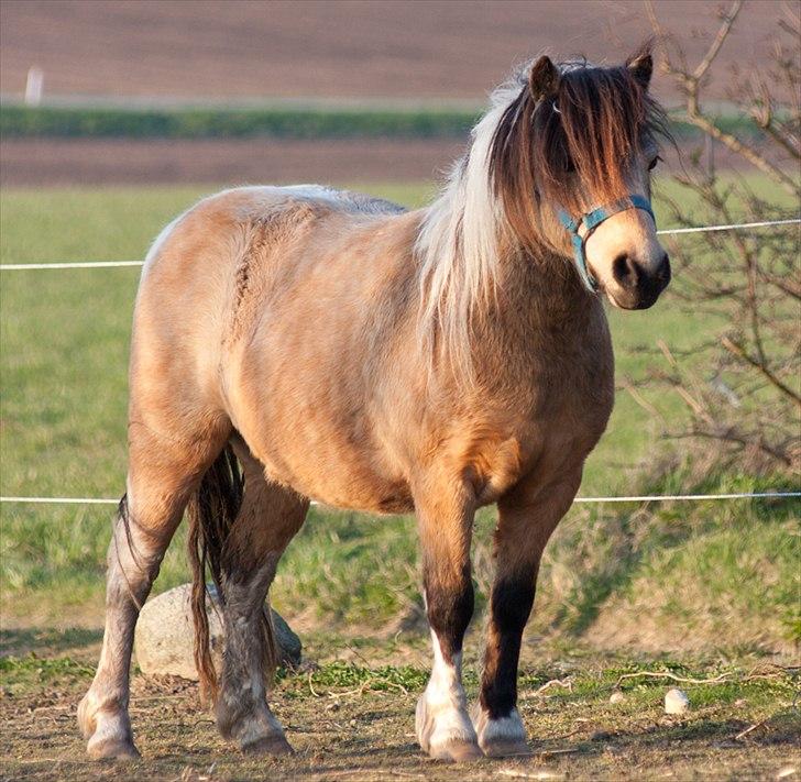 Anden særlig race Dansemusen Muddi - ~ Det er IKKE hesten's opgave at læse dine tanker..!! ~ KM billede 3