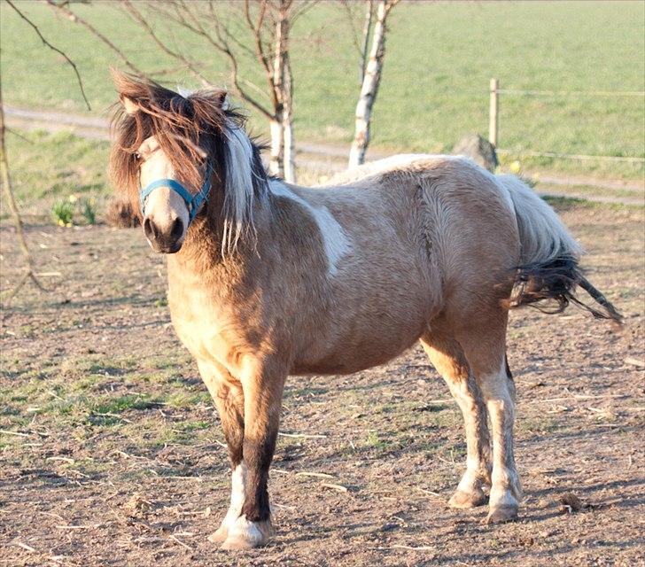 Anden særlig race Dansemusen Muddi - "Vildbasse er jeg altså nåh...!!"  billede 5