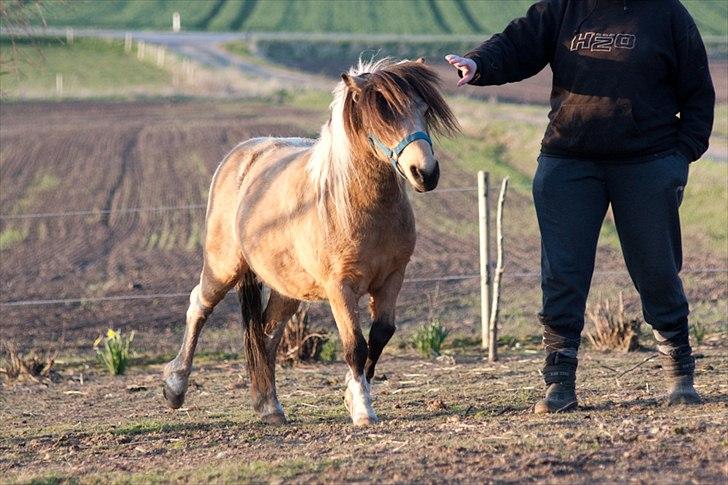 Anden særlig race Dansemusen Muddi - "ALDRIG!! Får du lov at røre mine øre... NEVEEEER...!!" billede 7