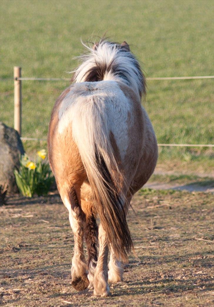 Anden særlig race Dansemusen Muddi - Når enden er go'................. billede 20
