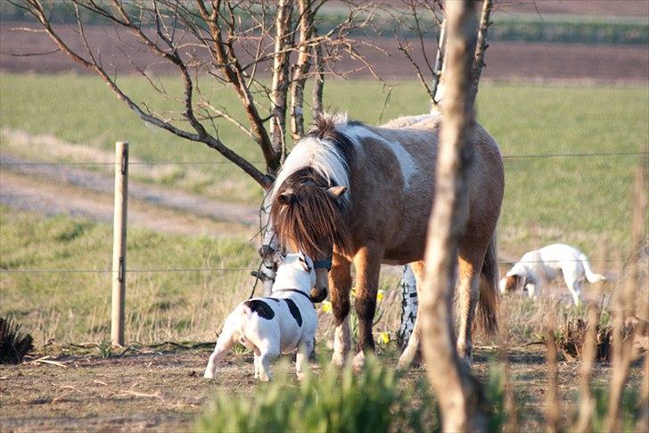 Anden særlig race Dansemusen Muddi - "Hvem du..??" billede 8