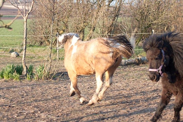 Anden særlig race Dansemusen Muddi - Hoooopllaaaaa...!!!  billede 9