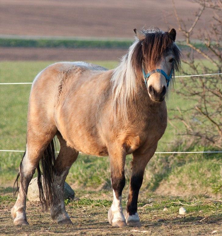 Anden særlig race Dansemusen Muddi - Lytter...  billede 13