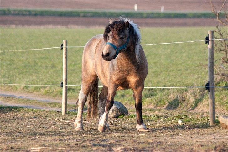 Anden særlig race Dansemusen Muddi - Et dansetrin...!!? billede 14