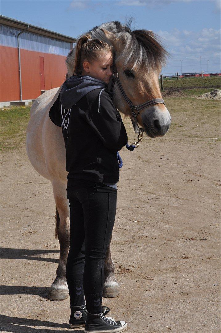 Fjordhest Lukas  - When you find your soulmate, no one can compair.  billede 19