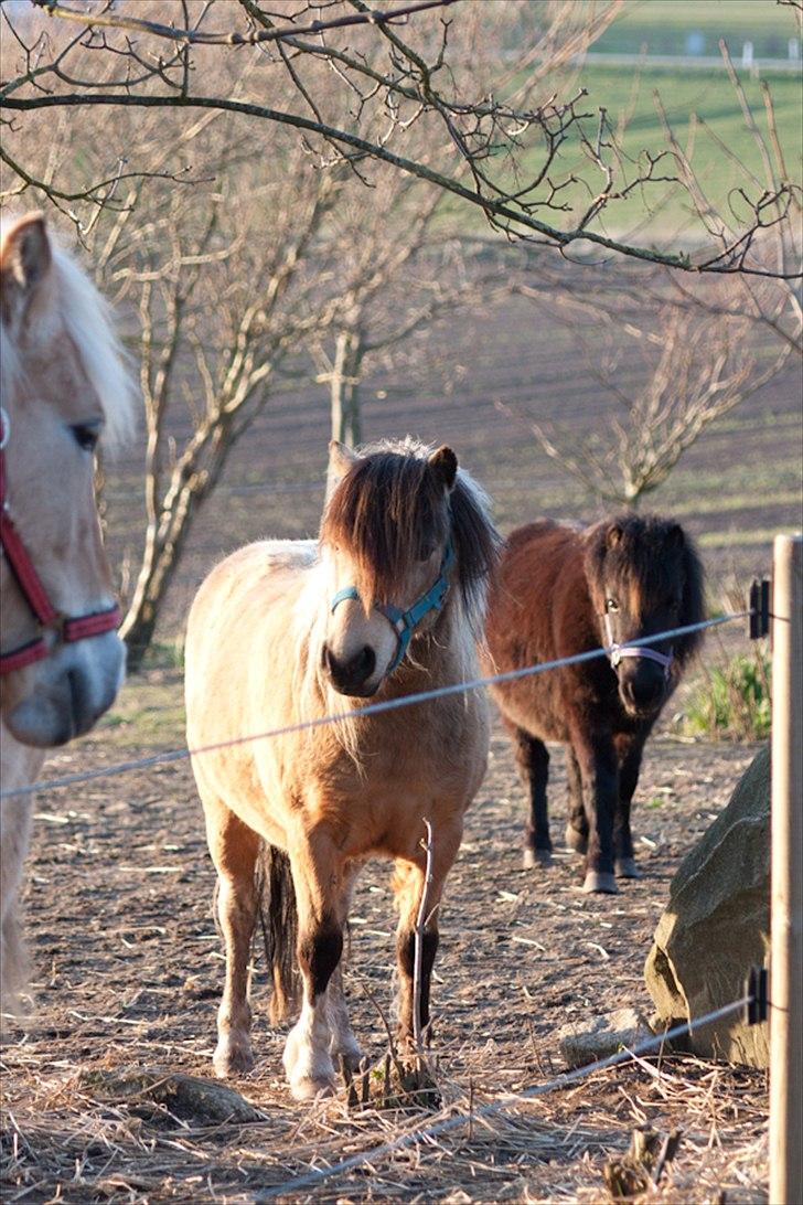 Anden særlig race Dansemusen Muddi - "Heeeyyyy hvem er i...??!..." billede 17