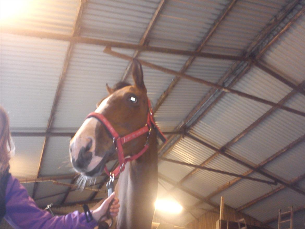 Anglo Araber (AA) Megara Al Ziyadah (Maggie)<3 - Smukke (-:<33 billede 10