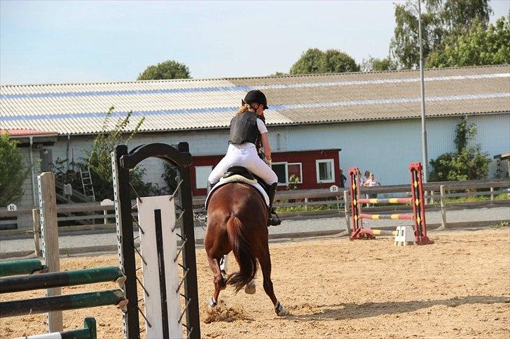 Dansk Varmblod Appassionata - Ja nogle gange havde vi gode dage, og andre gange dårlige - og jeg savner hende helt utrolig meget, for hun har lært mig mere end nogen anden hest, og hun var der i en periode hvor jeg havde det rigtig svært. Jeg er så ked af, at jeg ikke kunne mere :-((( billede 17