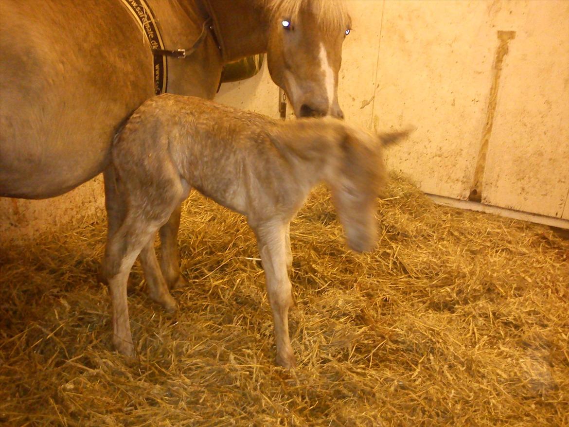 Haflinger Henrietta - Lille Havgaards Amaretto <3 født d. 20/4-12 kl 21.32 ... Lige kommet på benene billede 15