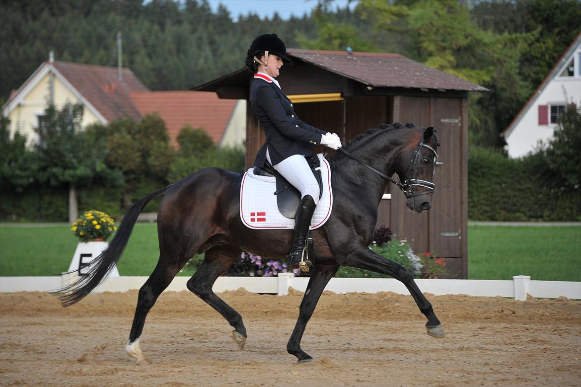 Tysk Sportspony Kinski We - Babenhausen, Tyskland 2011 billede 11