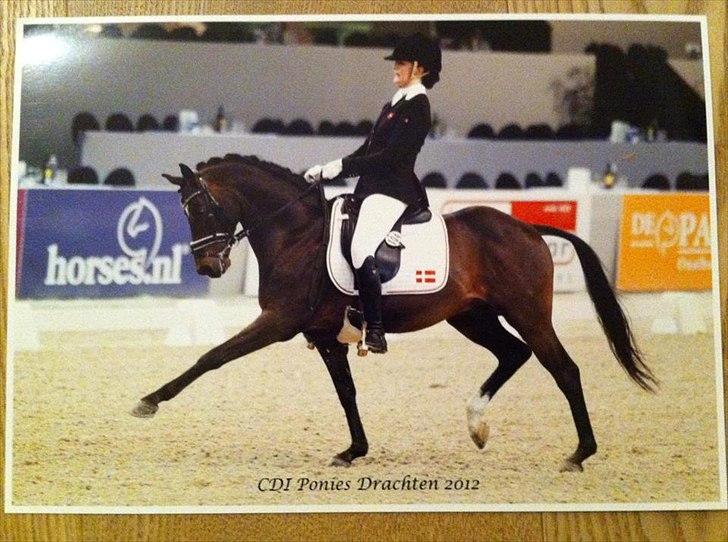 Tysk Sportspony Kinski We - Drachten, Holland 2012 billede 16