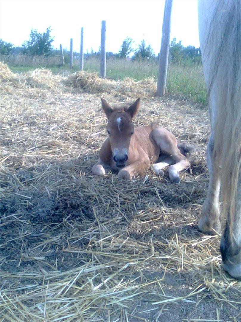 Welsh Partbred (Sec F) Flower - Nurh. Kært når et føllebølle ligger ned!♥ billede 12