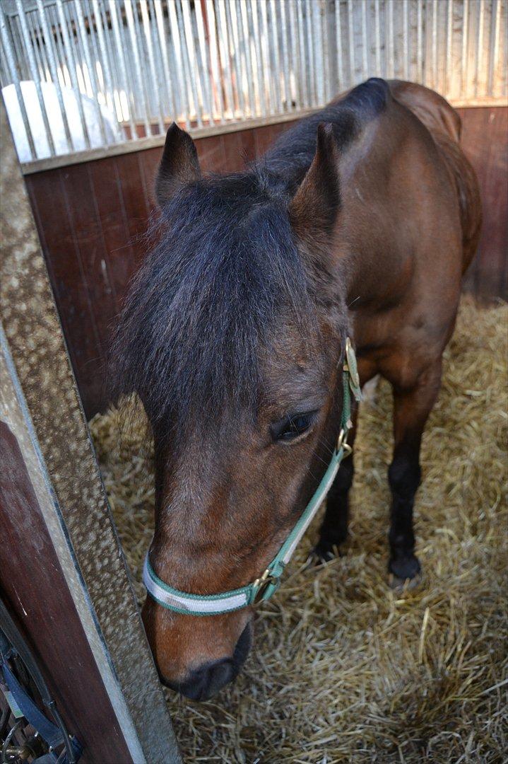 Anden særlig race Walter billede 19